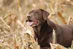 female Labrador Retriever