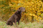 female Labrador Retriever