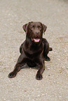 brown Labrador