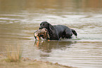 Labrador retrieves duck