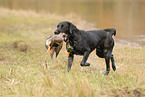 Labrador retrieves duck