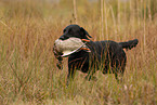 Labrador retrieves duck