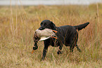 Labrador retrieves duck