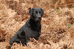 sitting Labrador Retriever