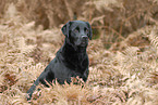 sitting Labrador Retriever