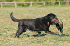 Labrador retrieves pheasant