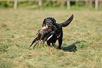 Labrador retrieves pheasant