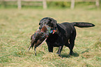 Labrador retrieves pheasant