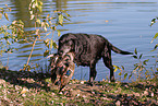 Labrador retrieves duck