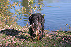 Labrador retrieves duck