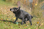 shaking Labrador Retriever