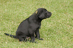 Labrador Retriever puppy