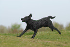 running Labrador Retriever