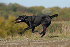 Labrador retrieves Dummy