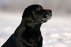 Labrador Retriever Portrait