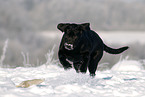 running Labrador Retriever