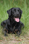 black Labrador Retriever