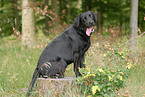 sitting Labrador Retriever