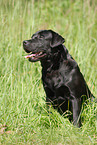 sitting Labrador Retriever