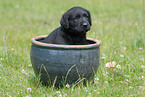 Labrador Retriever puppy