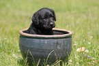 Labrador Retriever puppy