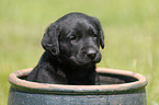 Labrador Retriever puppy