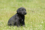 Labrador Retriever puppy