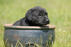 Labrador Retriever puppy