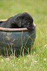 Labrador Retriever puppy