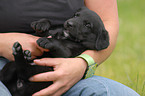 Labrador Retriever puppy