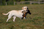 Labrador retrieves pheasant