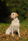 sitting Labrador