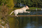 Labrador jump in water