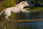 Labrador jump in water