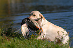 Labrador retrieves mallard