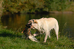 Labrador retrieves mallard