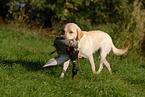 Labrador retrieves mallard