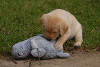 blonde Labrador puppy