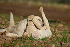 blonde Labrador puppy