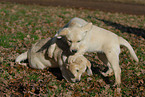 blonde Labrador puppy