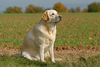 sitting Labrador