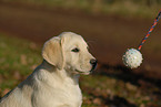 Labrador Retriever Portrait