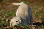 blonde Labrador puppy