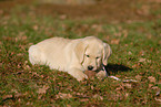 lying Labrador Retriever