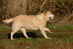 running Labrador Retriever