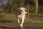 running Labrador Retriever