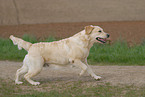 running Labrador Retriever