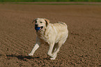 running Labrador Retriever