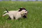 running Labrador Retriever