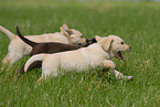 running Labrador Retriever